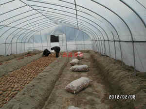 培育紅薯種苗基地